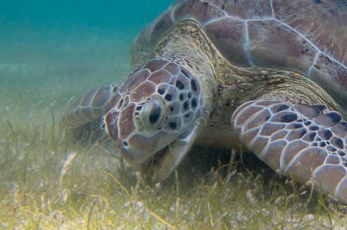 Marine Surveys